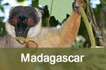 Limurs in Madagascar